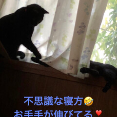 黒猫/猫派/にゃんこ同好会 くつろぎモードのくろ😊(3枚目)