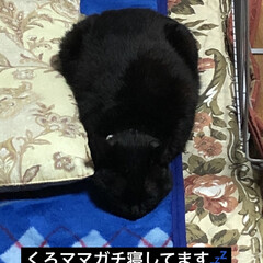 くろママ/黒猫/にこ/めん/猫 ご飯食べたらそれぞれの活動が始まりにこは…(2枚目)