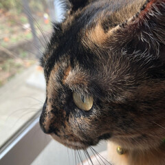 予防接種/黒猫/猫/仲良し 今日、わちは病院に連れて行かれた🙀
予防…