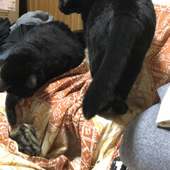 黒猫/にゃんこ同好会 机の上の青い首輪が母猫くろ。オレンジの首…(5枚目)