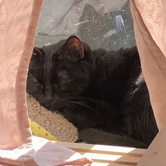 黒猫/猫/にゃんこ同好会 それぞれの朝😊
くろは窓ぎわで日向ぼっこ…(1枚目)
