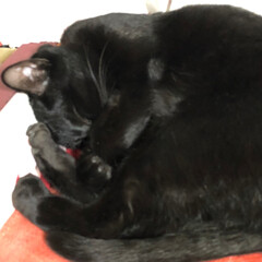 黒猫/猫/にゃんこ同好会/おやすみショット うちの唯一の男の子。とても利口で穏やかな…(2枚目)