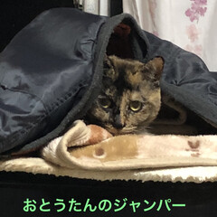 めん/猫 夕ご飯食べると必ず寝室に寝に行くめんちゃ…