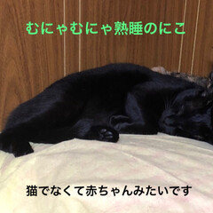 寝顔/猫/黒猫 くろママが大好きでくっついて寝たいめんち…(3枚目)