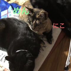 家族/黒猫/猫 夕ご飯の後、三匹揃ってストーブですぬくぬ…(1枚目)