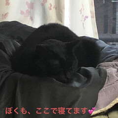 猫/黒猫/めん/にこ/くろママ/家族/... おはようございます。今朝も早朝から元気な…(5枚目)