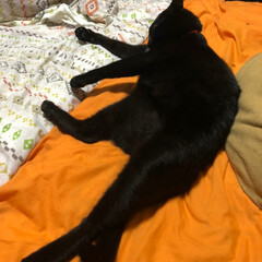 黒猫 昨夜、さあ寝ようと寝室に行くと黒くてでか…(3枚目)