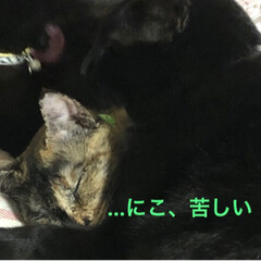 猫/黒猫/家族 めずらしく川の字で寝てる猫様たち。
微笑…(2枚目)