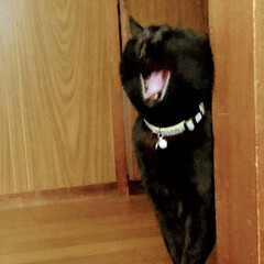 くろママ/黒猫 何気ない様子の中でくろママが家の中での生…(2枚目)