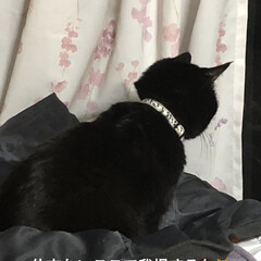 寝場所/にこ/くろママ/めん/黒猫/猫 猫ベッドは私と旦那さんの寝室の衣類を入れ…(3枚目)