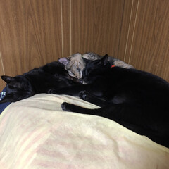 保護ねこ/黒猫/猫/にゃんこ同好会/うちの子ベストショット 猫のドミノ倒し。
良く寝てます。
この状…(1枚目)