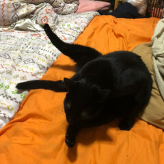 黒猫 昨夜、さあ寝ようと寝室に行くと黒くてでか…(6枚目)
