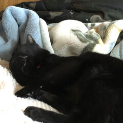 黒猫/にゃんこ同好会 にこはうちの唯一の息子。小さく産まれたけ…(2枚目)