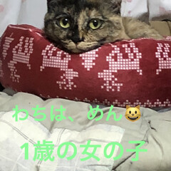 めん/猫 甘えん坊でやらかしやで愛くるしいめん。
…