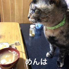 朝ご飯/猫/めん/黒猫/くろママ/にこ/... おはようございます😊
良いお天気です。日…(6枚目)