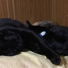 黒猫/猫/にゃんこ同好会/うちの子ベストショット くろ・めん・にこ寝顔にも個性が
キラリ🥰…(3枚目)