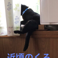 黒猫/猫派/にゃんこ同好会 くつろぎモードのくろ😊(1枚目)