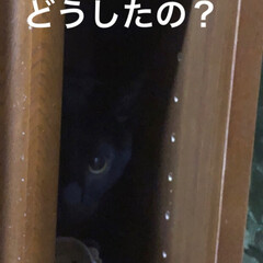 かくれんぼ/いたずら/黒猫 昨夜、寝ようとしたら何か物音が😳
何事か…(2枚目)