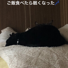 猫/めん/黒猫/にこ/くろ/朝ご飯/... この頃日に日に遊んだりまったり寝たり遊び…(4枚目)