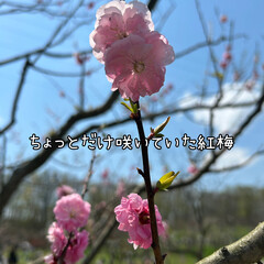 「北海道は桜🌸が終わりに近づき、梅が咲き出…」(4枚目)