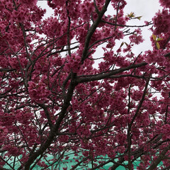 桜/菜の花 桜と菜の花すごく綺麗でした。(3枚目)