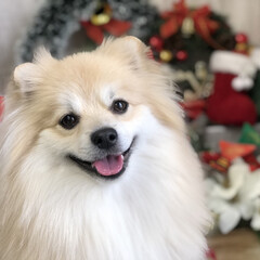 2018/ペット/犬/クリスマス ウチの子、コジロー君(1枚目)