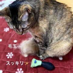 ペット/猫/ニャンコ同好会 猫毛刈り😀✨💕(1枚目)