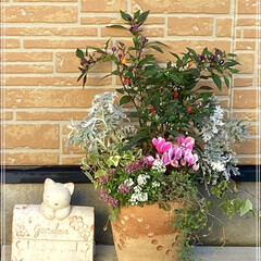 アリッサム/アイビー/白妙菊/オレガノ/観賞用トウガラシ/ガーデンシクラメン/... 秋の寄せ植え
鑑賞用トウガラシ ガー…