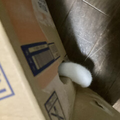 にゃあちゃん/猫/ねこ/猫飼のしあわせ/猫との暮らし/猫のいる暮らし 朝から私の不注意で😨
玄関の鉄の扉で前足…