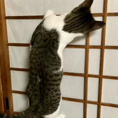 障子/ネコ/猫のいる暮らし/猫/猫飼いのしあわせ/猫好き/... 昨夜は寝入りばなに
ガリガリガリガリガリ…