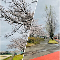 花見/桜/花のある暮らし 公園の桜🌸
遠目^ ^(1枚目)