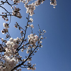 桜/桜の花/サクラ/花見 今日の空は青空で綺麗かった🌸(3枚目)