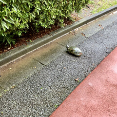 「梅雨の合間の小雨の中、散歩🚶‍♀️に‥
…」(4枚目)