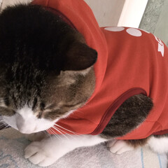 猫/ねこ/ネコ/ダイソー/100均 ダイソーのベット服😻
うちの猫は体が大き…(2枚目)