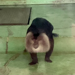 レッサーパンダ/さる/猿/熊本動植物園/動物園 動物園の猿と🐵レッサーパンダ🐼
面白い顔…(1枚目)