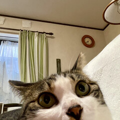 猫猫 ドアップ😻
あまり近づきすぎて、ピントず…(3枚目)