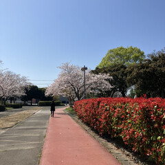 桜/桜の花/サクラ/花見 今日の空は青空で綺麗かった🌸(2枚目)