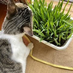 ねこのきもち/猫好き/猫のいる生活/猫飼いのしあわせ/猫のいる暮らし/猫/... 新しい猫草を食べるにゃあちゃん😻
喜んで…(1枚目)