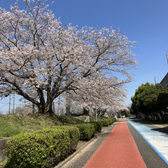 桜/桜の花/サクラ/花見 今日の空は青空で綺麗かった🌸(1枚目)