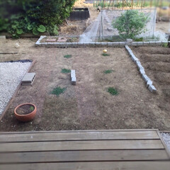 成長記録/グランドカバー/クラピア/ガーデニング/庭づくり 庭関係連投です。

我が家はクラピアのグ…(3枚目)