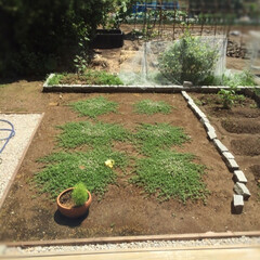 成長記録/グランドカバー/クラピア/ガーデニング/庭づくり 庭関係連投です。

我が家はクラピアのグ…(4枚目)