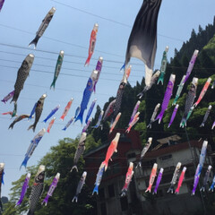 子供の日/鯉のぼり/熊本/春のフォト投稿キャンペーン/GW/おでかけ/... 去年GWに行った熊本の鯉のぼりの風景(6枚目)