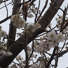 「桜ん🌸ぼが咲いた。😊」(1枚目)
