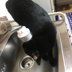 ペット/猫 くーちゃん😾いつもそこでお水飲まないで〜…(1枚目)