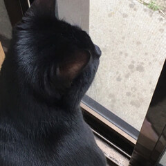 ペット/猫 くーちゃんは 外を眺めるのが大好きです😍…(4枚目)