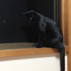 ペット/猫 くーちゃんは 外を眺めるのが大好きです😍…(1枚目)