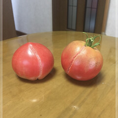 「トマトの収穫
５個目！
ひびの割れ目があ…」(1枚目)