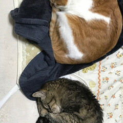 猫/兄妹/デカイ/仲良し/好き/眠い/... たくさんの個性的なにゃんこ達！
写真では…(4枚目)
