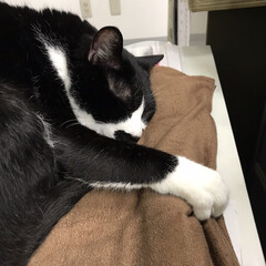にゃんこ同好会/至福のひととき/おやすみショット 職場の猫たちが私の座布団を二匹が入れ替わ…(1枚目)