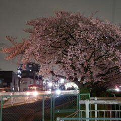 「夜の桜🌸信号待ちにて」(1枚目)